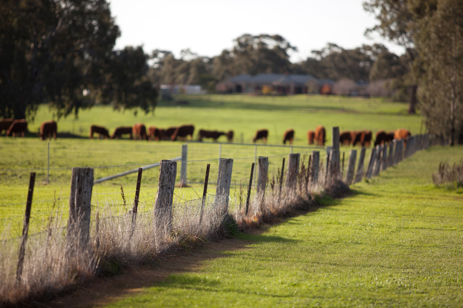 [Land for Sale] Fleur Corner Estate, Jackass Flat OpenLot